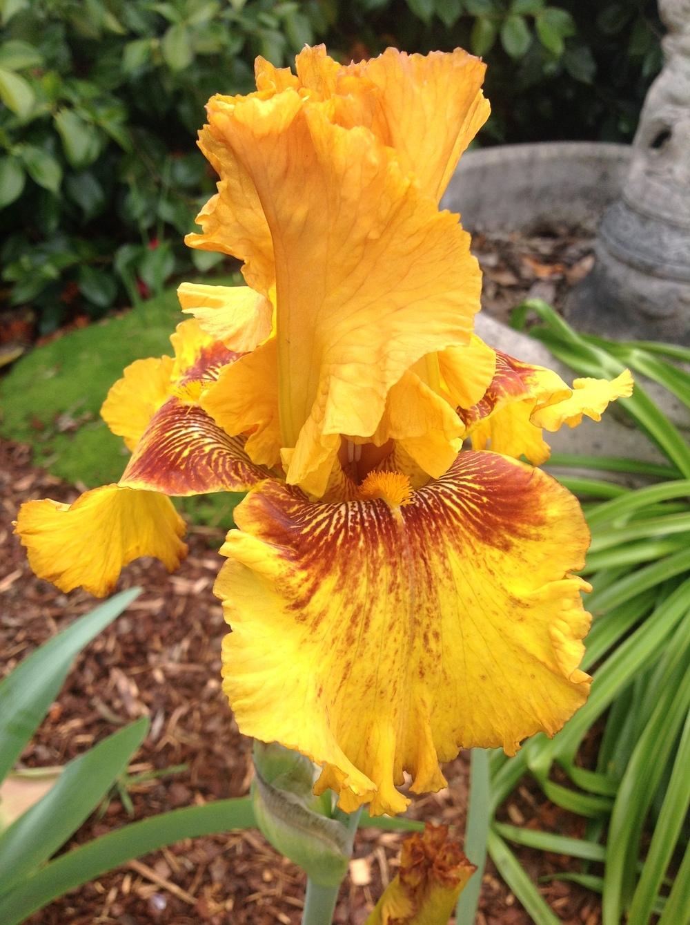 Photo of Tall Bearded Iris (Iris 'Burst') uploaded by ElleBeeIrisWorld