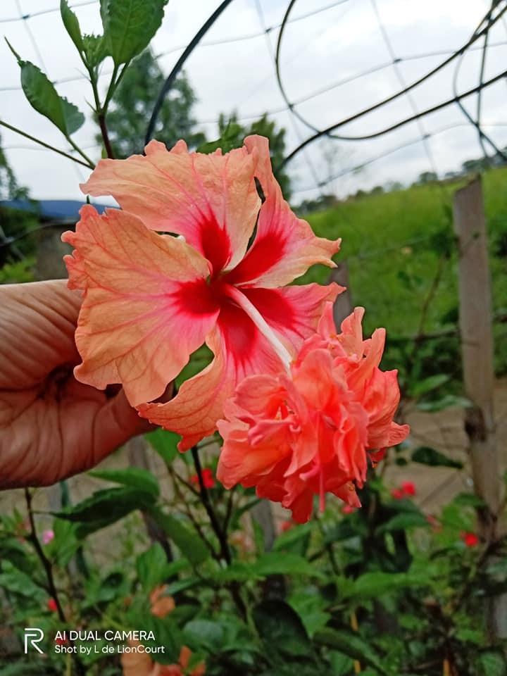 Photo of Tropical Hibiscus (Hibiscus rosa-sinensis 'El Capitolio Sport') uploaded by SheWhoMustBeKept