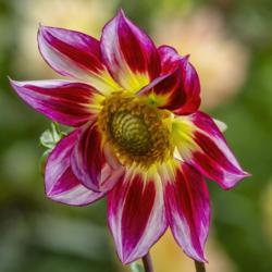 Location: Dahlia Hill, Midland, Michigan
Date: 2019-10-05
A backlit shot of a bloom of this novelty cultivar.  It helps hig