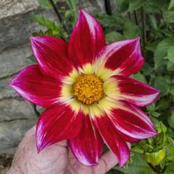 Location: Dahlia Hill, Midland, Michigan
Date: 2019-10-05
Each bloom is unique with this unusual dahlia cultivar.