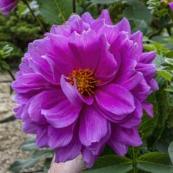 Location: Dahlia Hill, Midland, Michigan
Date: 2019-10-05
A number of the blooms on this plant, including the one shown, fa
