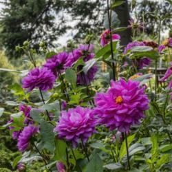 Location: Dahlia Hill, Midland, Michigan
Date: 2019-10-05
Karma Lagoon mixed in with a few blooms of Mexico