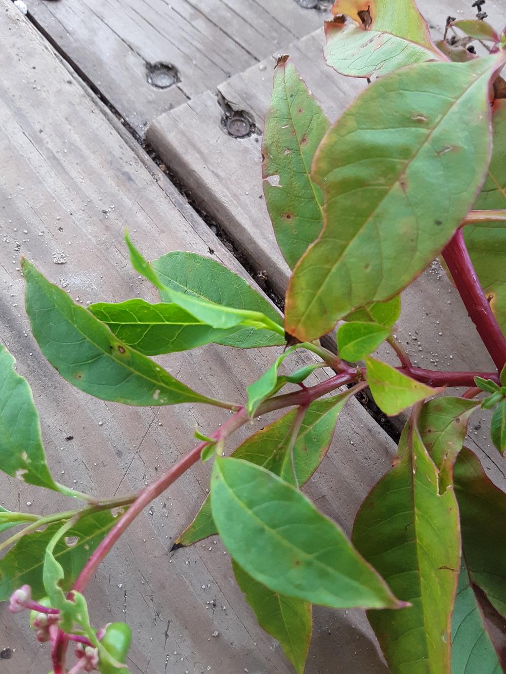 Photo of Pokeweed (Phytolacca americana) uploaded by gingin