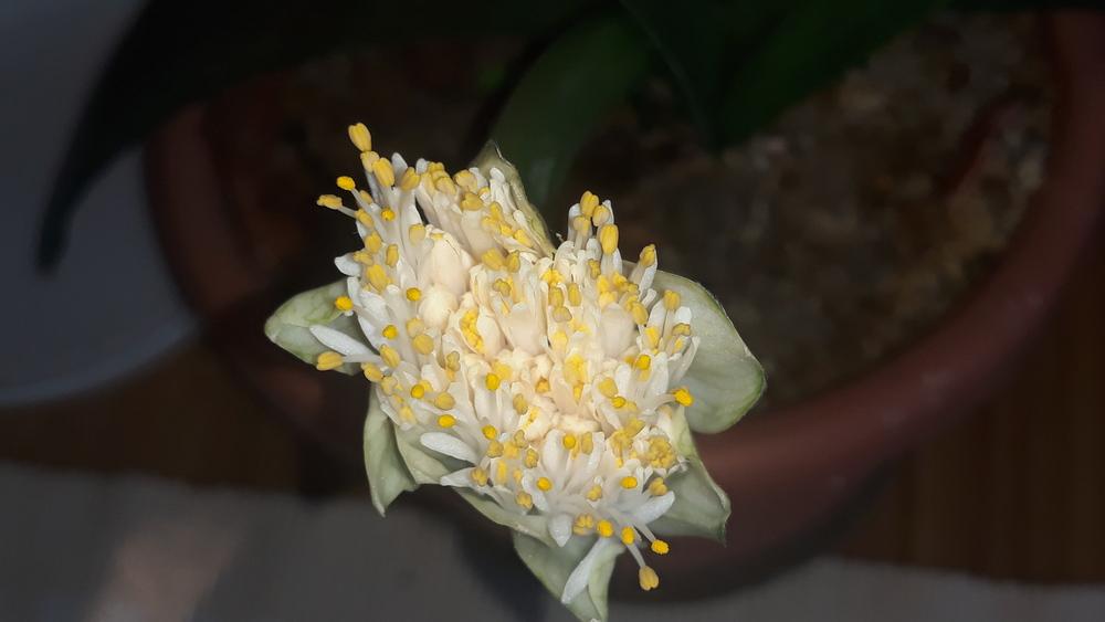 Photo of Royal Paint Brush (Haemanthus albiflos) uploaded by skopjecollection