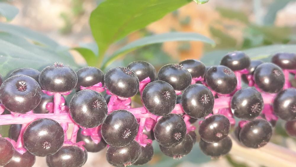 Photo of Pokeweed (Phytolacca americana) uploaded by skopjecollection