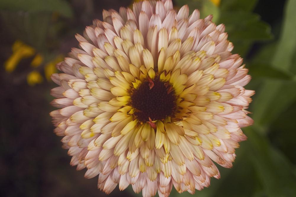 Photo of Pot Marigold (Calendula officinalis 'Strawberry Blonde') uploaded by AudreyDee
