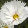 The Cosmos 'Cupcakes Blush' mix includes white as well as pink bl