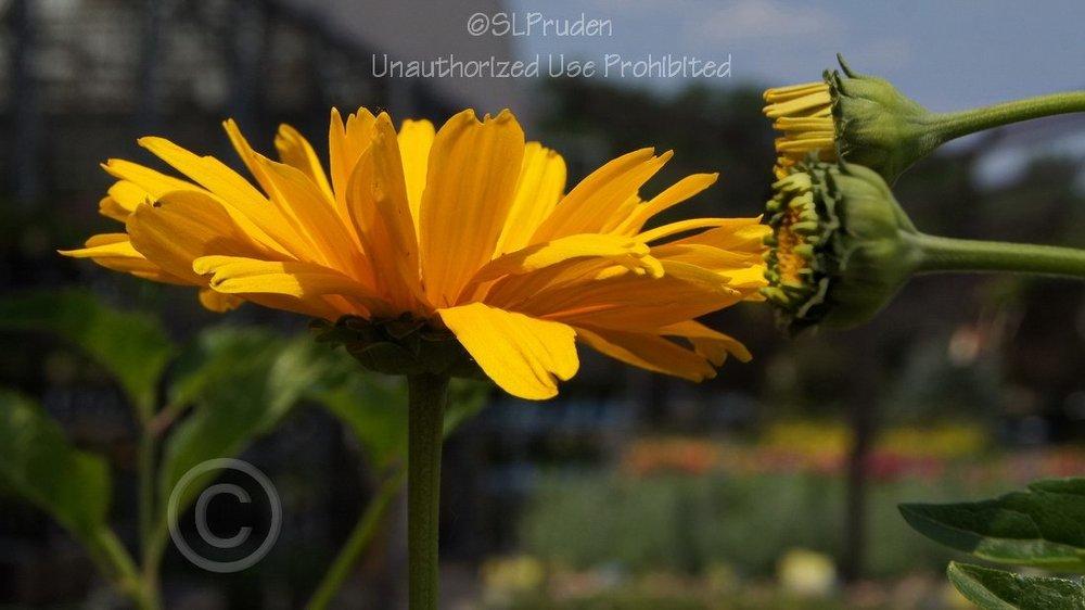 Photo of False Sunflower (Heliopsis helianthoides var. scabra Summer Sun) uploaded by DaylilySLP
