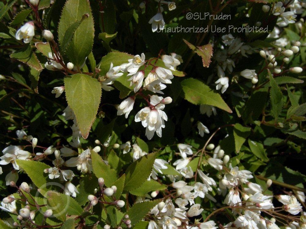 Photo of Slender Deutzia (Deutzia gracilis 'Nikko') uploaded by DaylilySLP