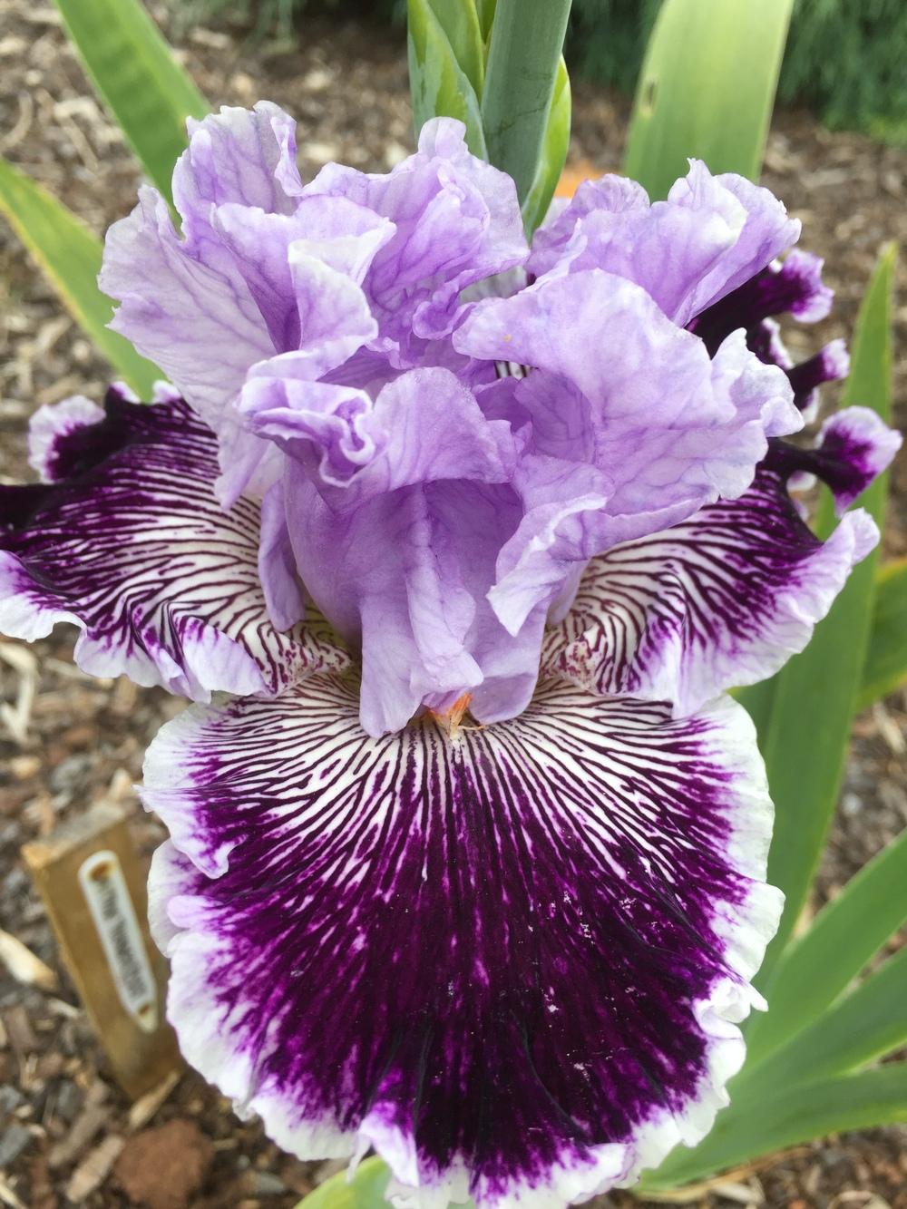 Photo of Tall Bearded Iris (Iris 'Captain Thunderbolt') uploaded by ElleBeesIrisWorld