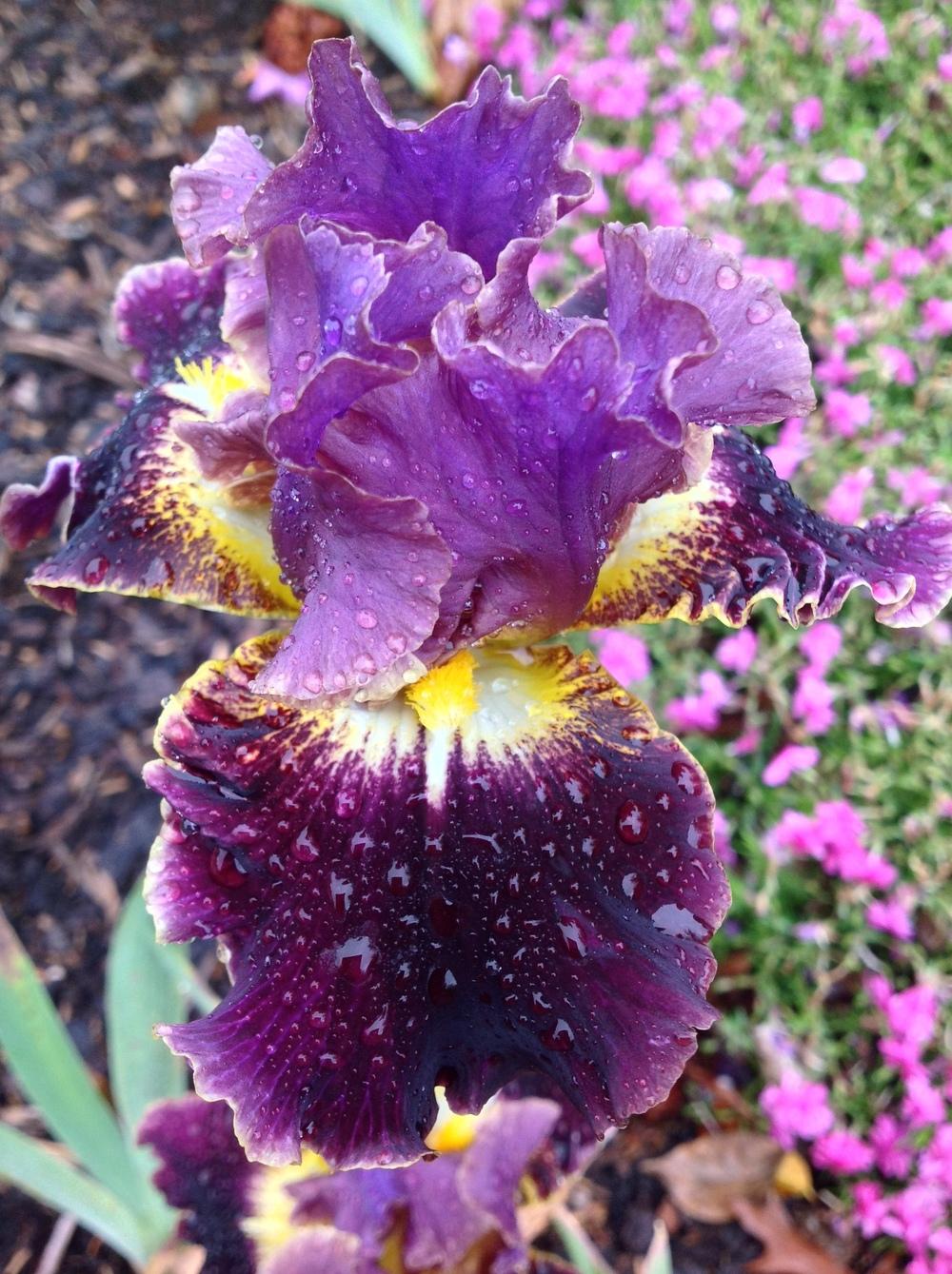 Photo of Border Bearded Iris (Iris 'Enlightened') uploaded by ElleBeesIrisWorld