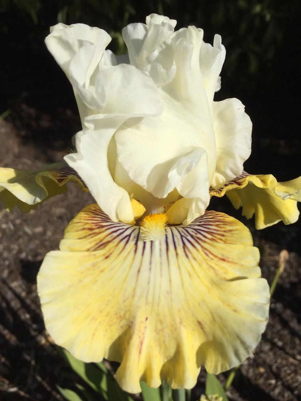 Photo of Tall Bearded Iris (Iris 'Fancy a Flutter') uploaded by ElleBeesIrisWorld