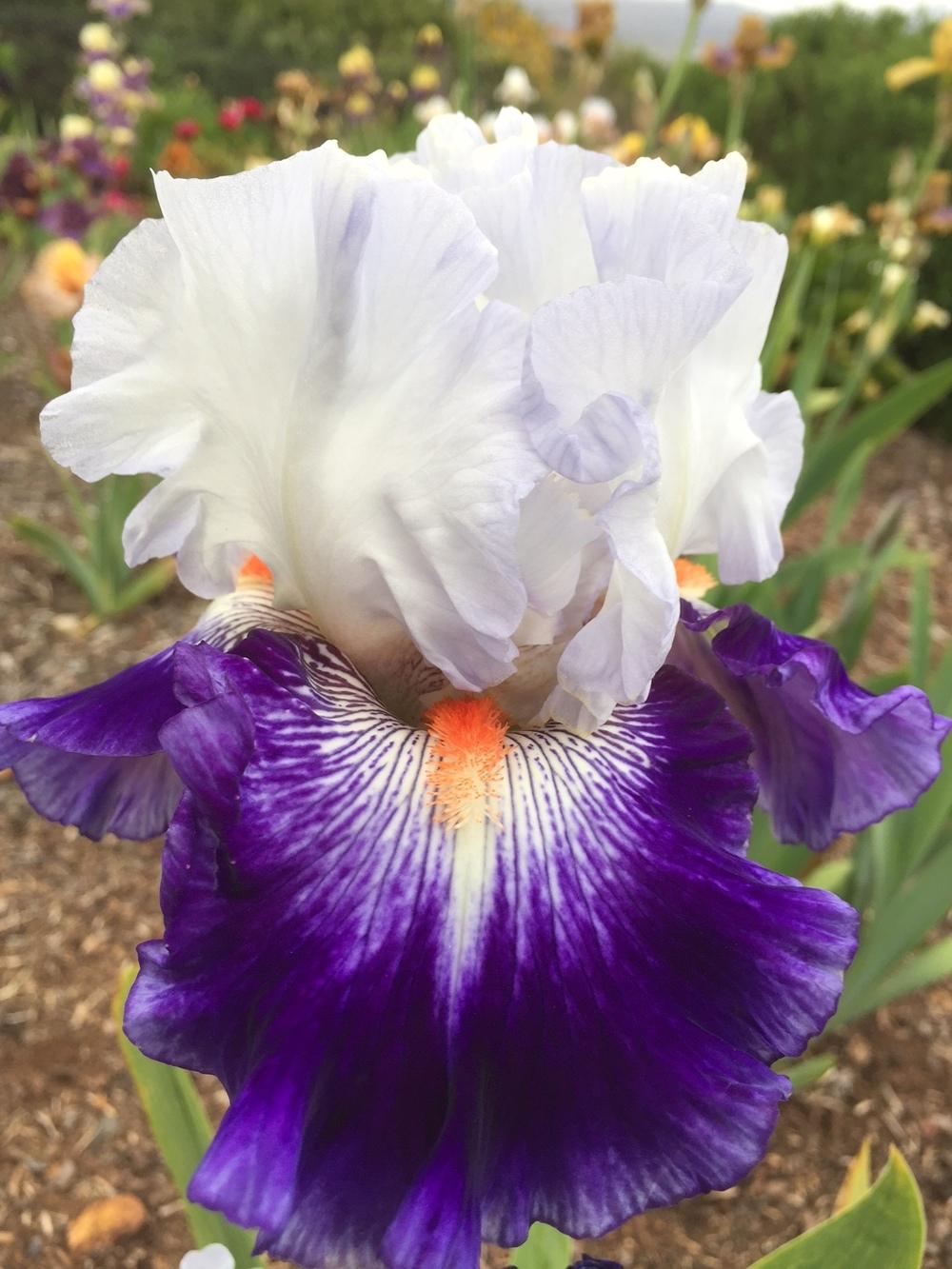 Photo of Tall Bearded Iris (Iris 'Café Viva') uploaded by ElleBeesIrisWorld