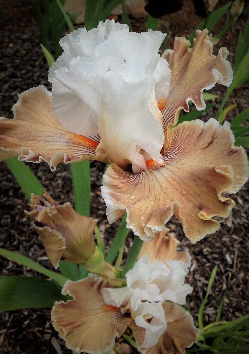 Photo of Tall Bearded Iris (Iris 'Coffee Whispers') uploaded by ElleBeesIrisWorld
