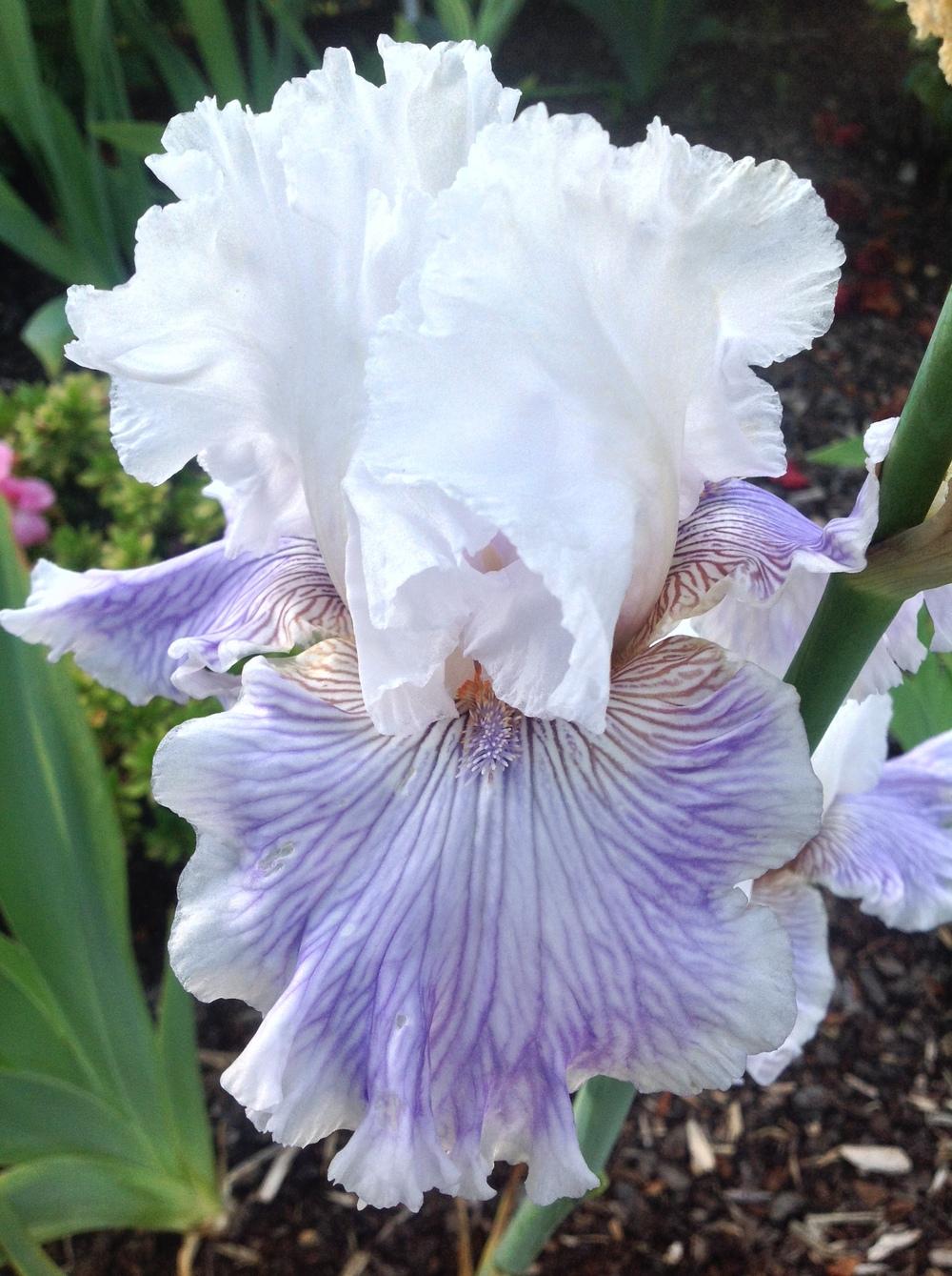 Photo of Tall Bearded Iris (Iris 'Gallic Softness') uploaded by ElleBeesIrisWorld