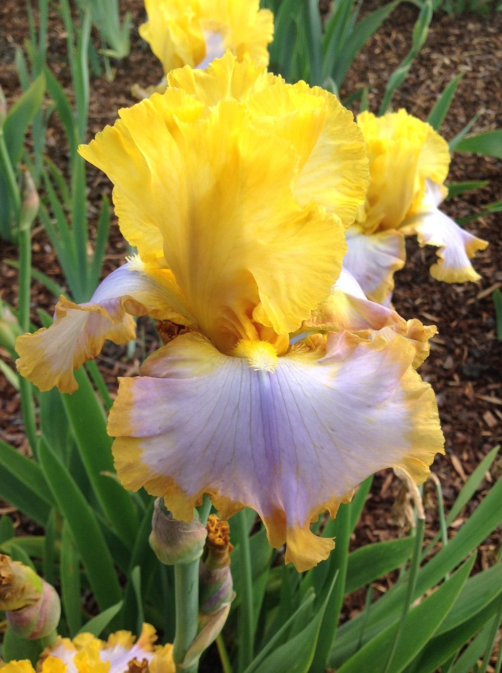Photo of Tall Bearded Iris (Iris 'Calming Influence') uploaded by ElleBeesIrisWorld