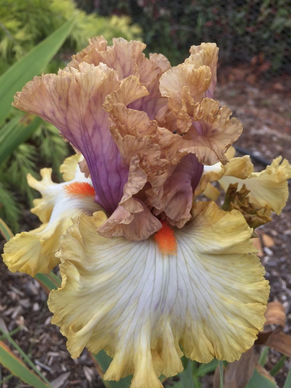 Photo of Tall Bearded Iris (Iris 'Colourable') uploaded by ElleBeesIrisWorld