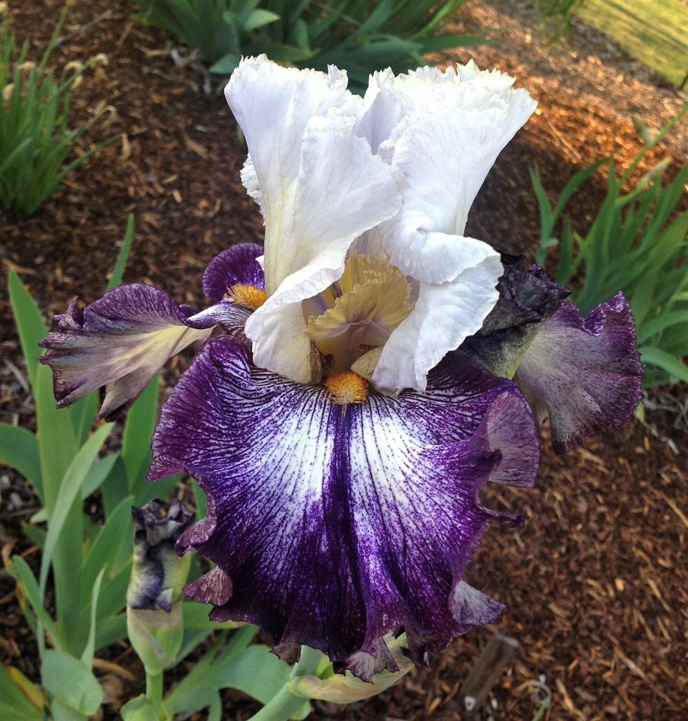 Photo of Tall Bearded Iris (Iris 'French Butterfly') uploaded by ElleBeesIrisWorld