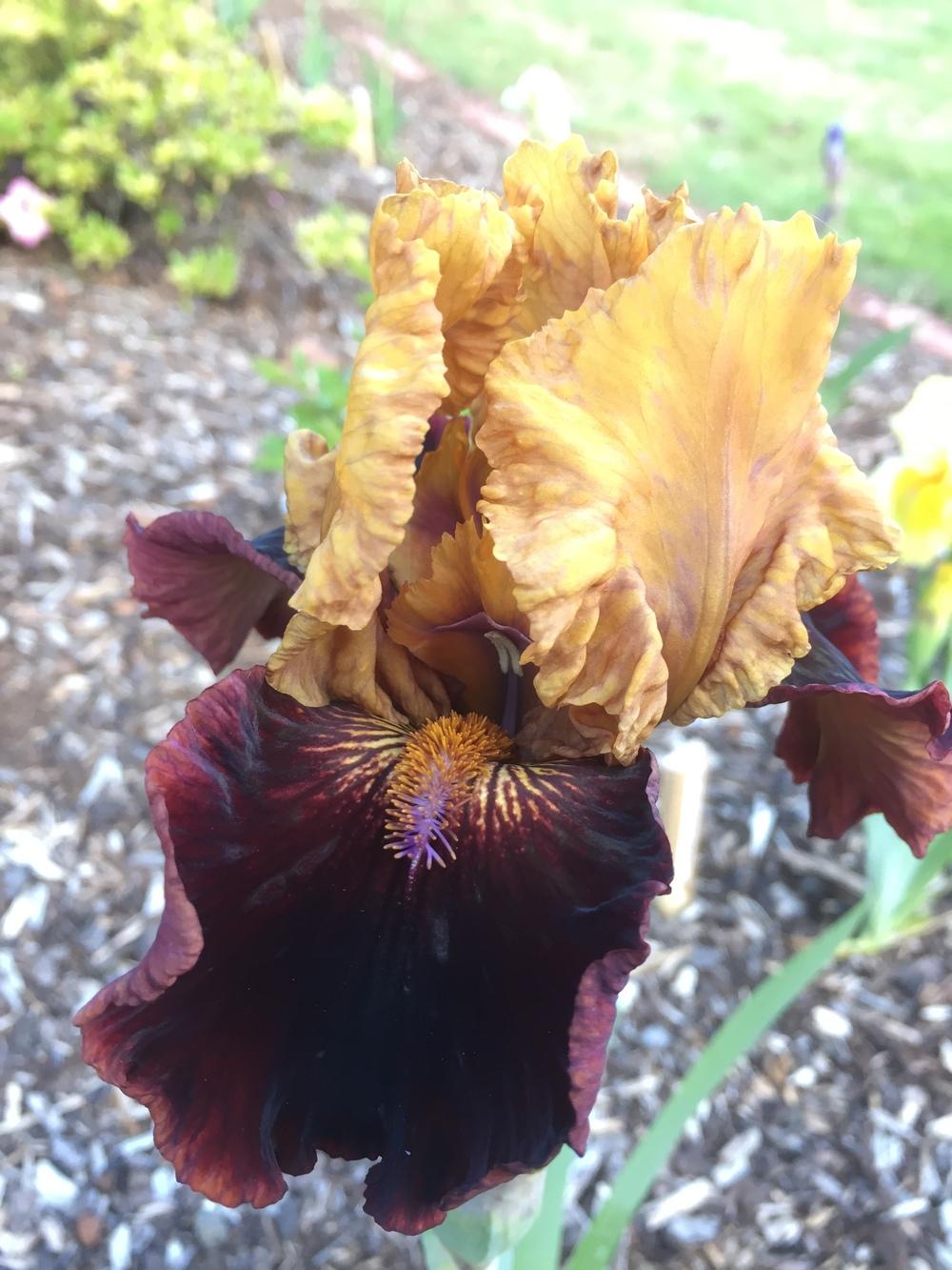 Photo of Intermediate Bearded Iris (Iris 'Flamina') uploaded by ElleBeesIrisWorld