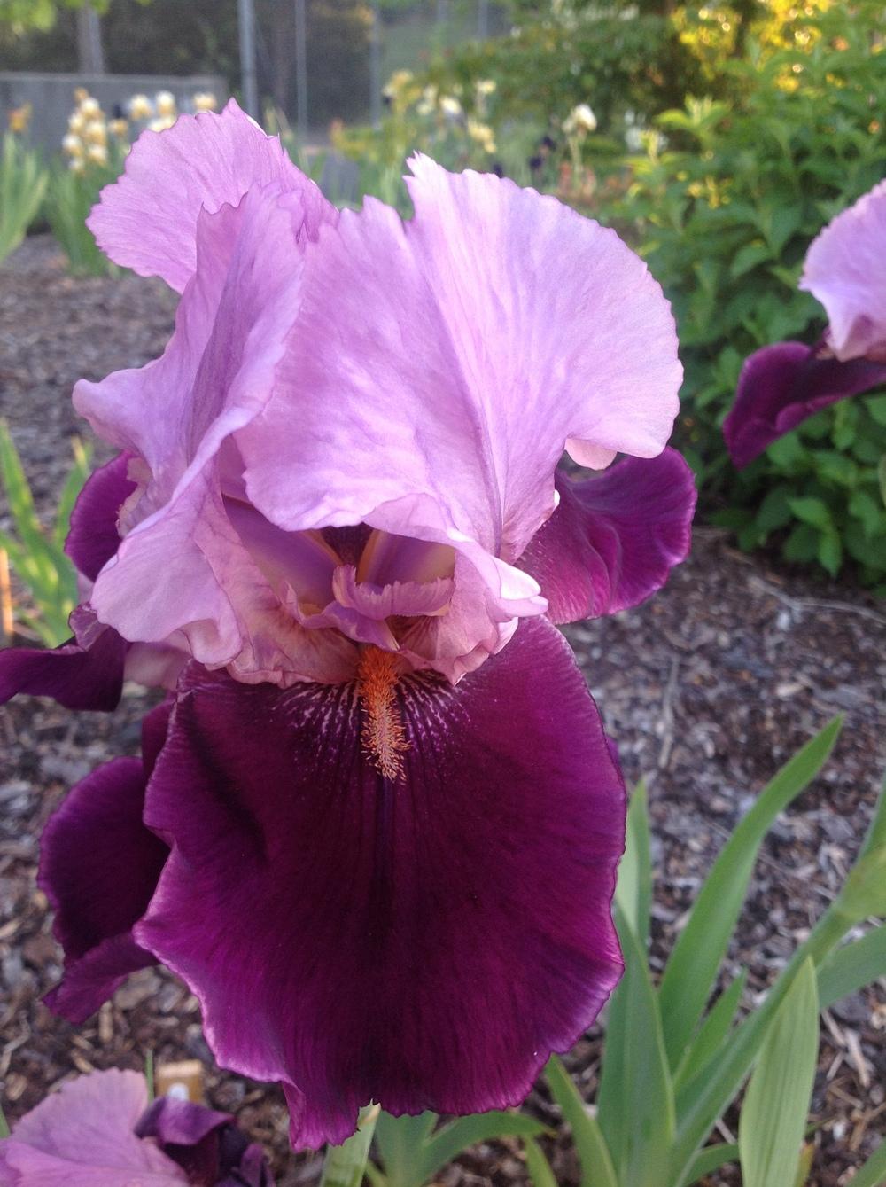 Photo of Tall Bearded Iris (Iris 'Camelot Rose') uploaded by ElleBeesIrisWorld