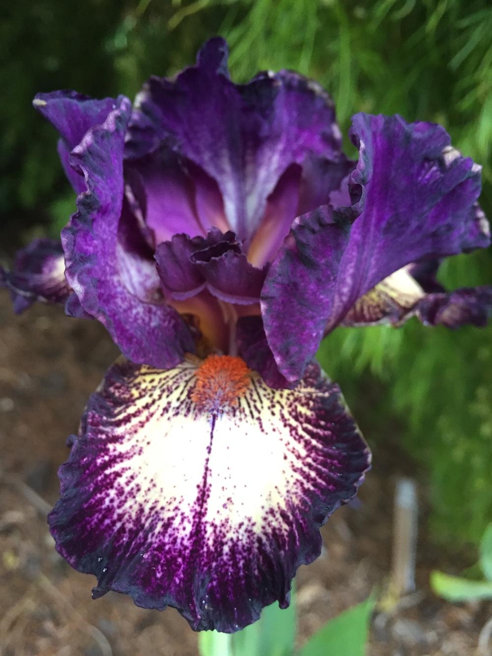 Photo of Intermediate Bearded Iris (Iris 'Devil's Playground') uploaded by ElleBeesIrisWorld