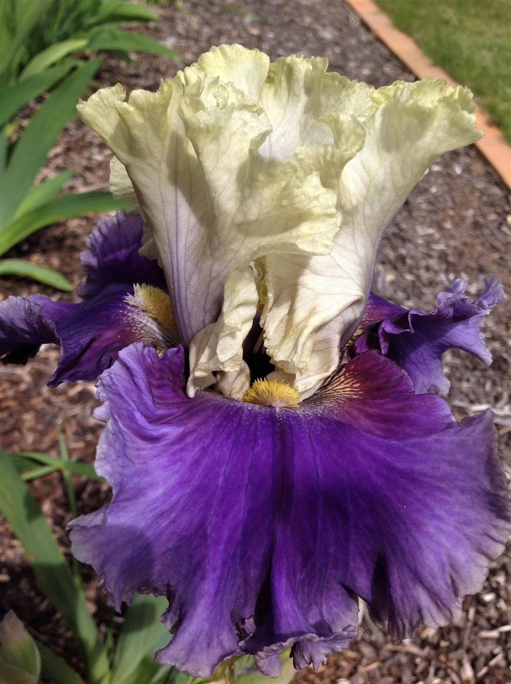Photo of Tall Bearded Iris (Iris 'Champagne Journey') uploaded by ElleBeesIrisWorld