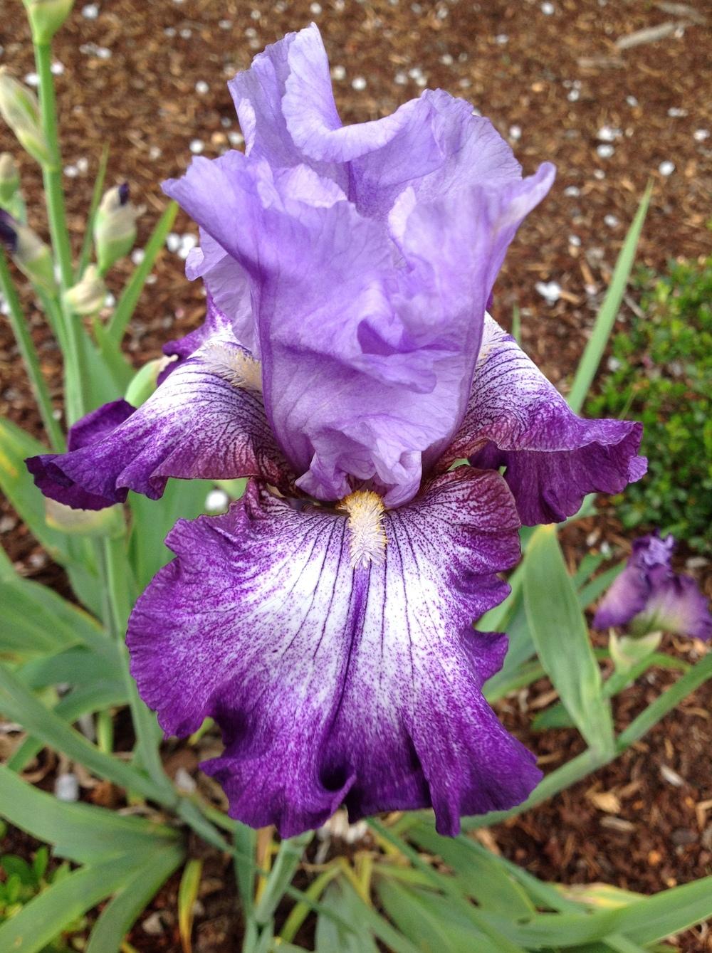 Photo of Tall Bearded Iris (Iris 'Excite Me') uploaded by ElleBeesIrisWorld
