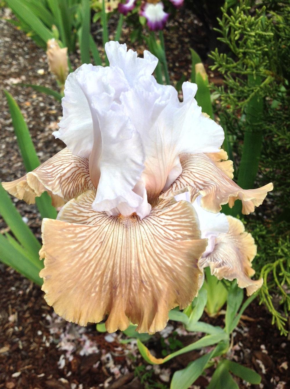 Photo of Tall Bearded Iris (Iris 'Chardonnay and Ice') uploaded by ElleBeesIrisWorld