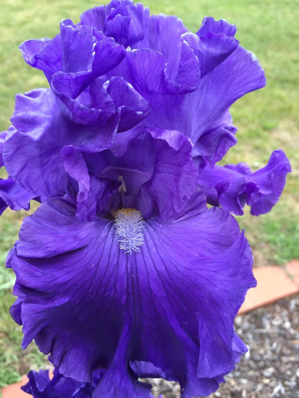 Photo of Tall Bearded Iris (Iris 'Dahdah') uploaded by ElleBeesIrisWorld