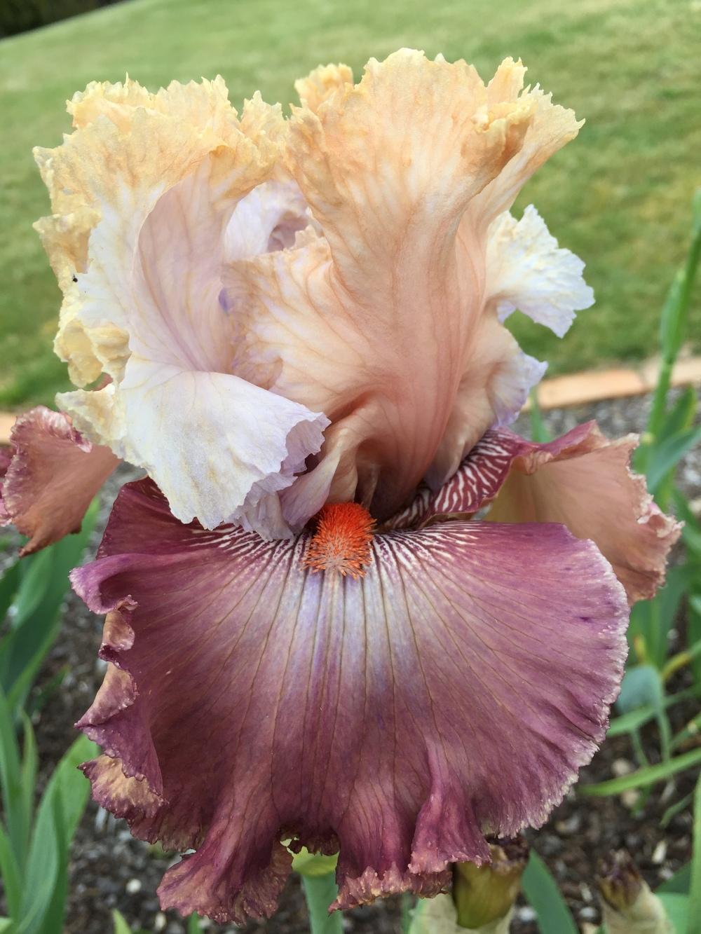 Photo of Tall Bearded Iris (Iris 'Champagne and Strawberries') uploaded by ElleBeesIrisWorld