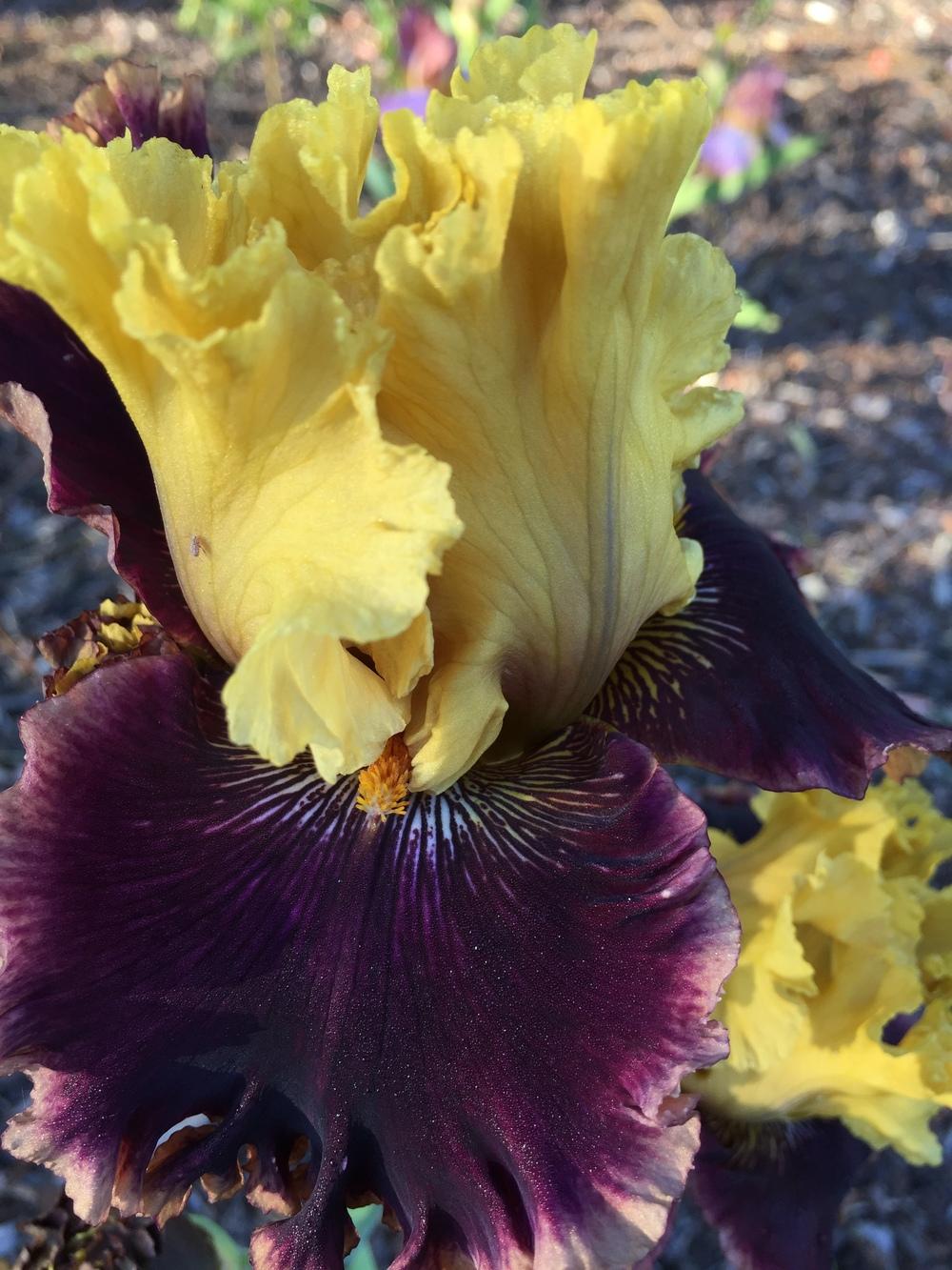 Photo of Tall Bearded Iris (Iris 'Flashinator') uploaded by ElleBeesIrisWorld