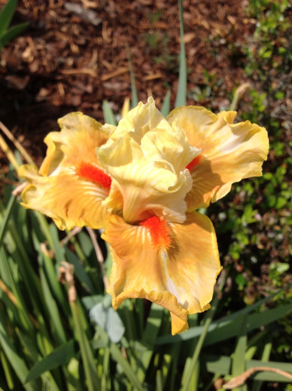 Photo of Intermediate Bearded Iris (Iris 'Fruit Cocktail') uploaded by ElleBeesIrisWorld