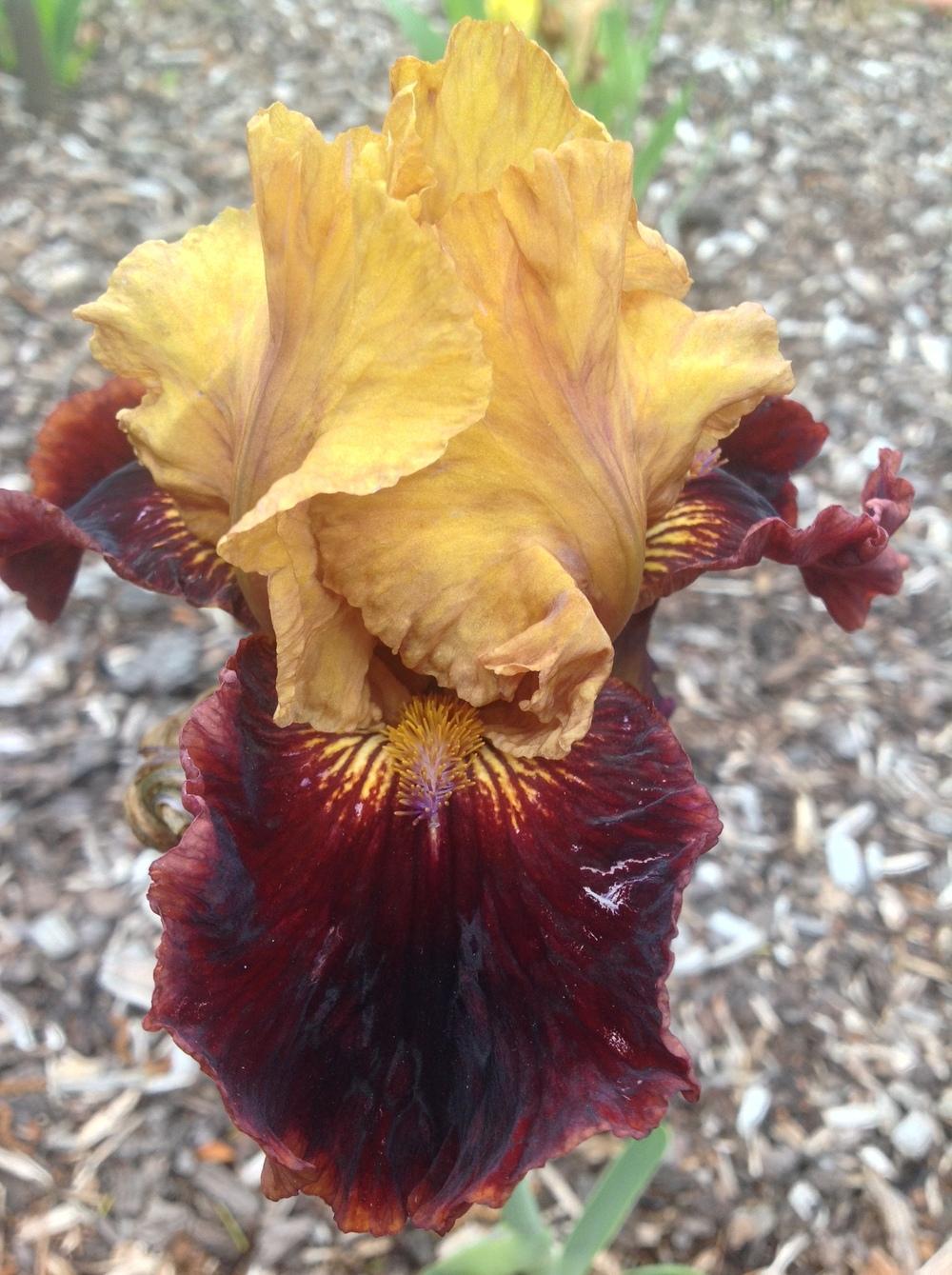 Photo of Intermediate Bearded Iris (Iris 'Flamina') uploaded by ElleBeesIrisWorld