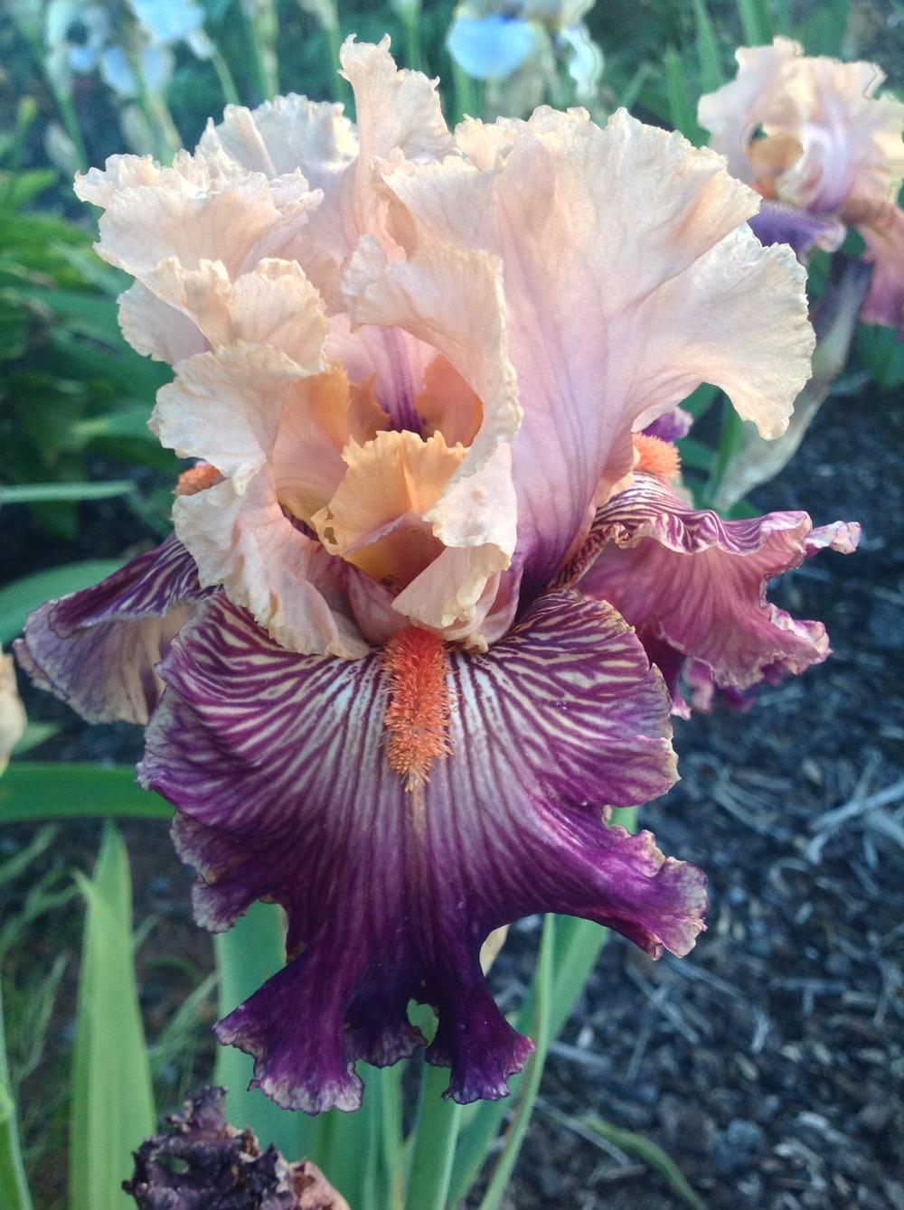 Photo of Tall Bearded Iris (Iris 'Full of Magic') uploaded by ElleBeesIrisWorld