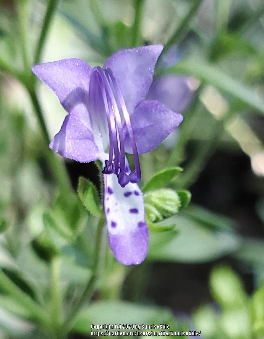 Photo of Forked Blue Curls (Trichostema dichotomum) uploaded by SunriseSide