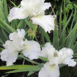 Location: Toronto, Ontario
Date: 2020-09-08
Tall Bearded Iris (Iris 'Immortality') rebloom again in fall, ver