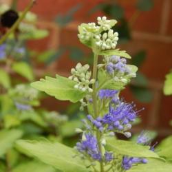 Location: in my garden in Oklahoma City
Date: 2020-09-10
Caryopteris x clandonensis 'Worcester Gold'