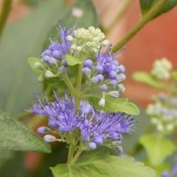 Location: in my garden in Oklahoma City
Date: 2020-09-10
Caryopteris x clandonensis 'Worcester Gold'