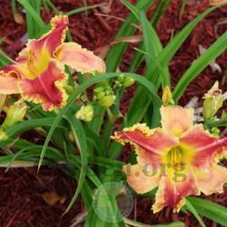 Location: My garden in Southeast Virginia, USA, zone 8
Date: JUNE
Entire plant