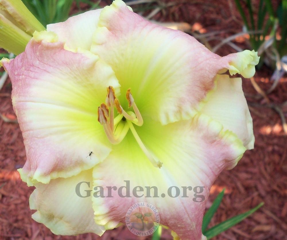 Photo of Daylily (Hemerocallis 'Jurassic Pink') uploaded by virginiarose