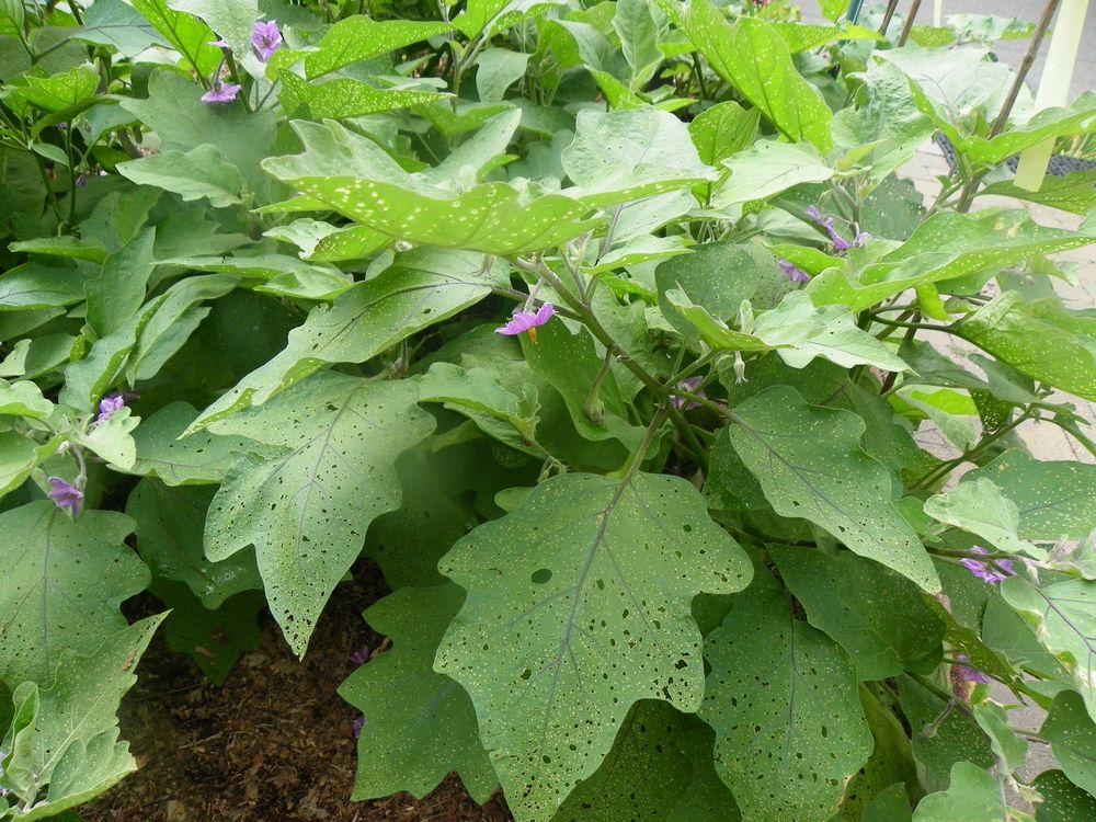 Photo of Eggplant (Solanum melongena 'Bride') uploaded by Newyorkrita