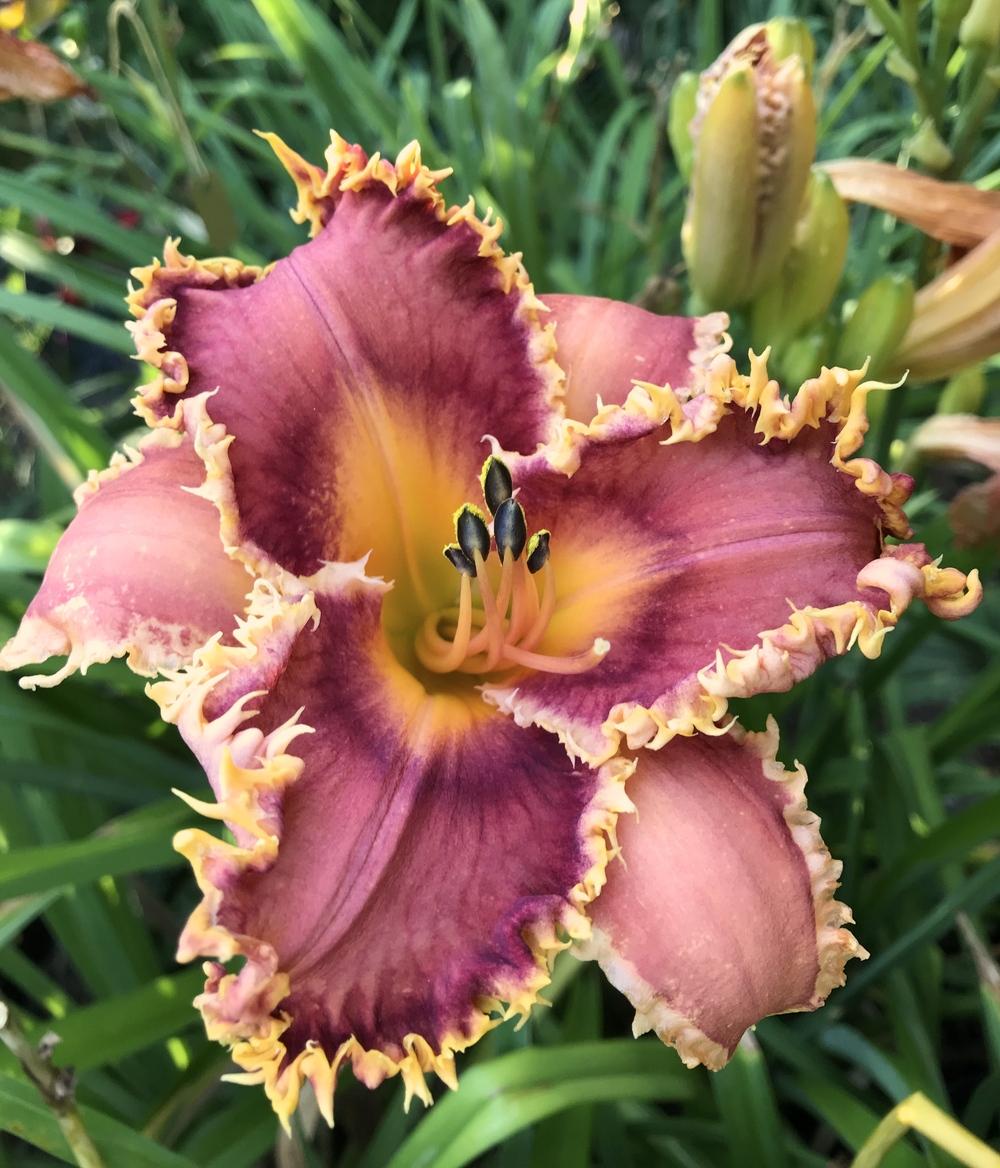 Photo of Daylily (Hemerocallis 'Interview with a Vampire') uploaded by holh2o