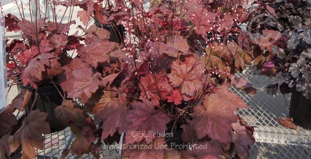 Photo of Coral Bells (Heuchera 'Autumn Leaves') uploaded by DaylilySLP
