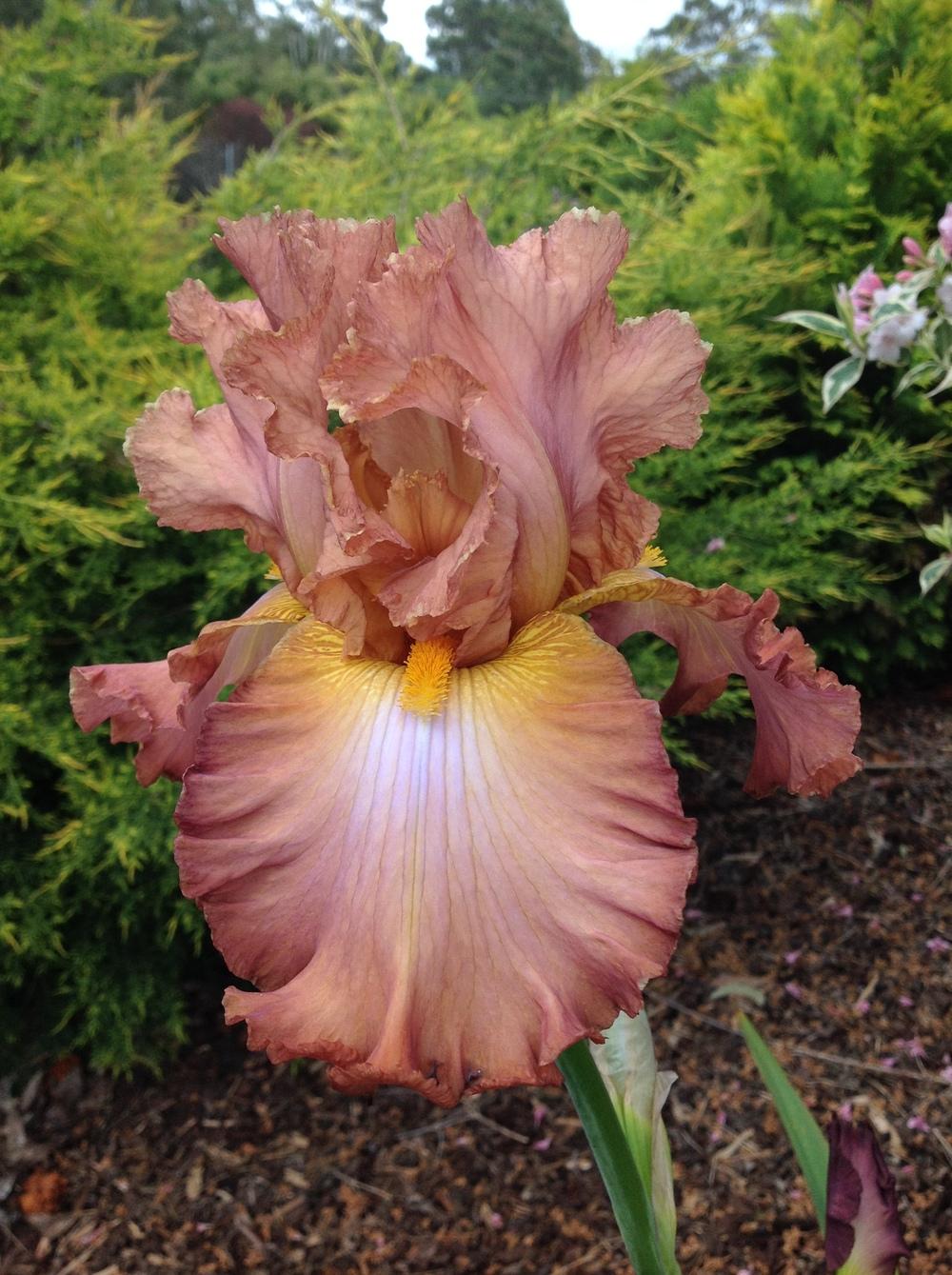 Photo of Tall Bearded Iris (Iris 'High Roller') uploaded by ElleBeesIrisWorld