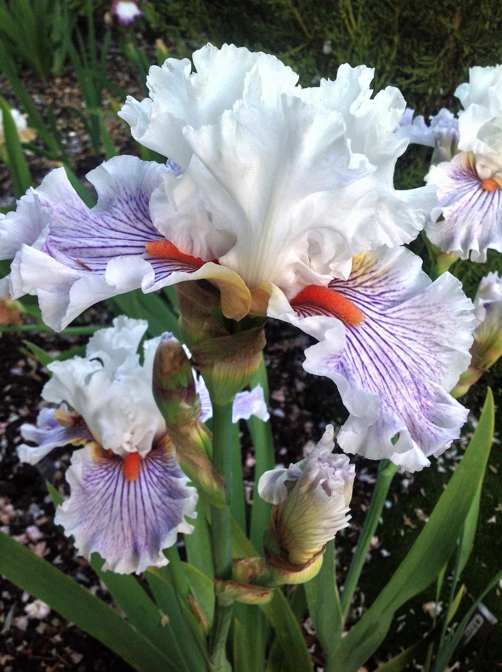 Photo of Tall Bearded Iris (Iris 'Hysteria') uploaded by ElleBeesIrisWorld