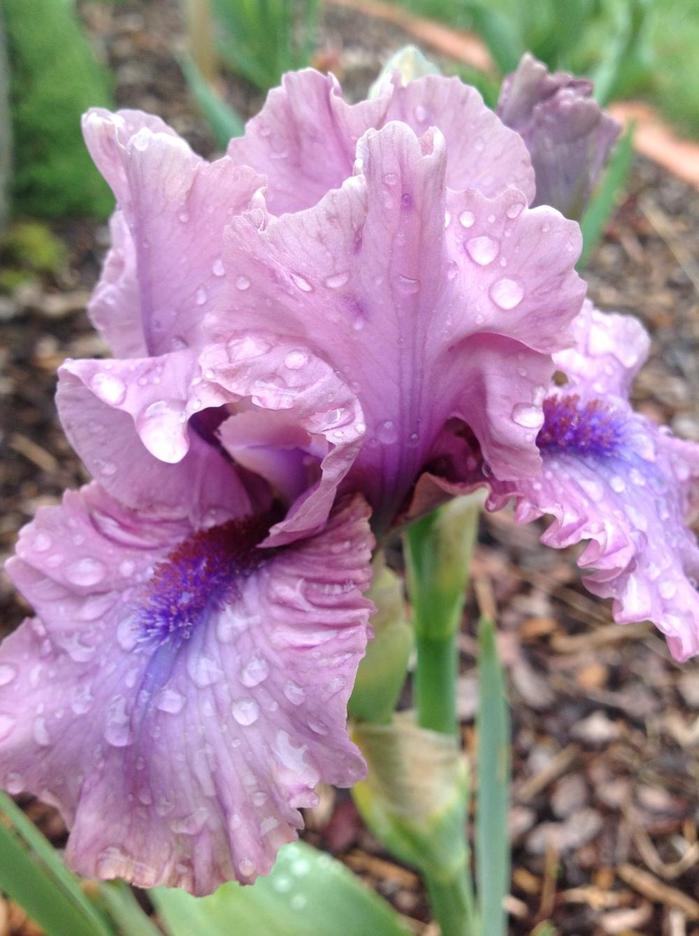 Photo of Intermediate Bearded Iris (Iris 'Jo Bangles') uploaded by ElleBeesIrisWorld
