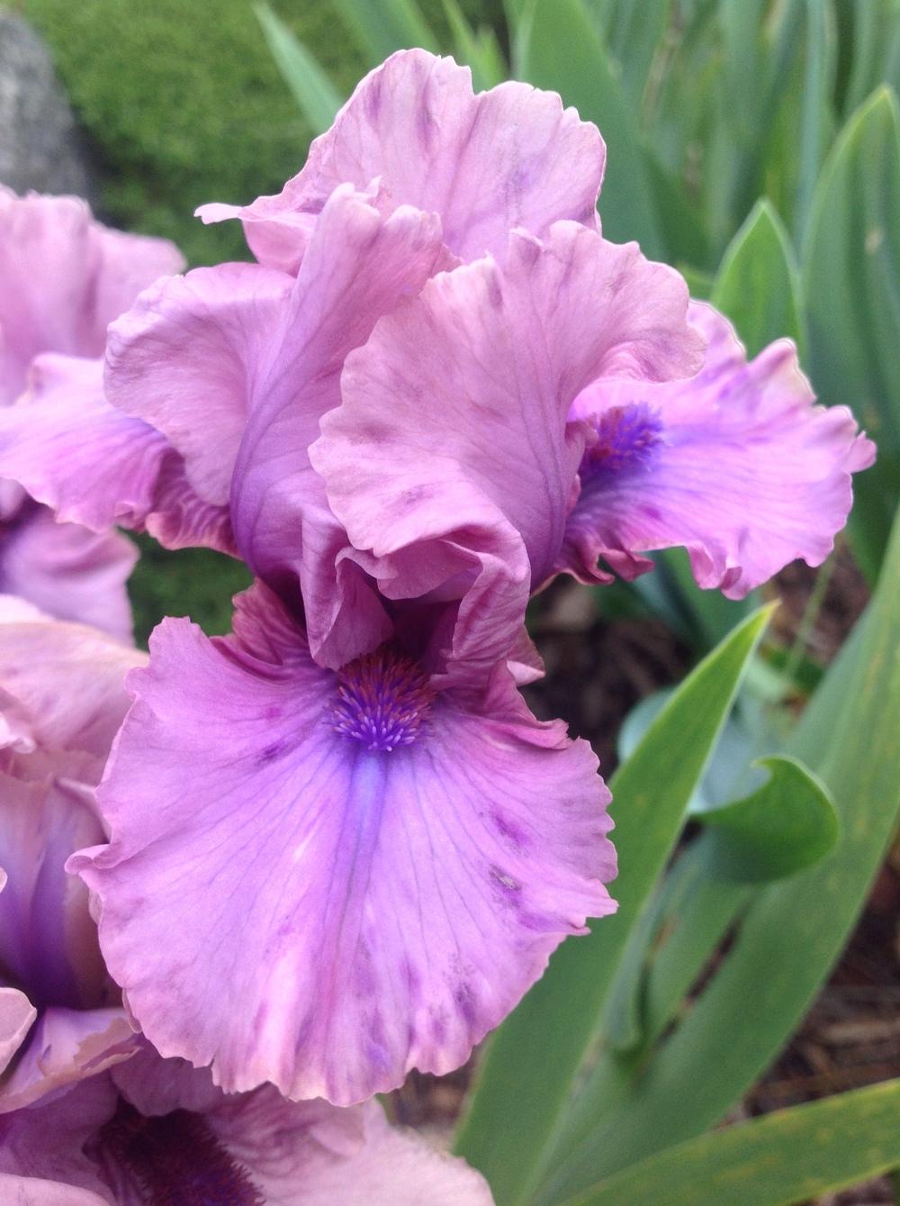 Photo of Intermediate Bearded Iris (Iris 'Jo Bangles') uploaded by ElleBeesIrisWorld