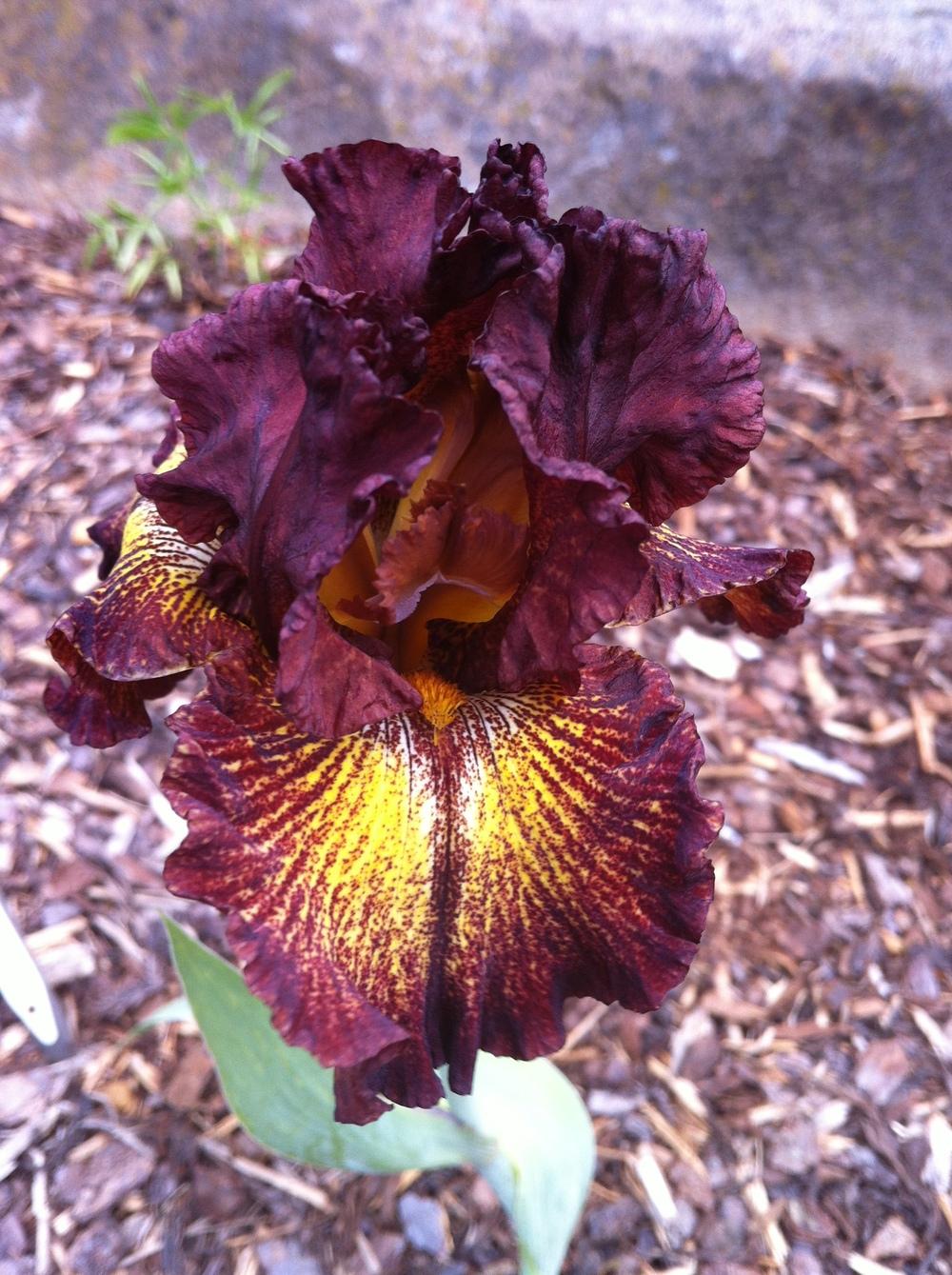 Photo of Tall Bearded Iris (Iris 'Hot Chocolate') uploaded by ElleBeesIrisWorld