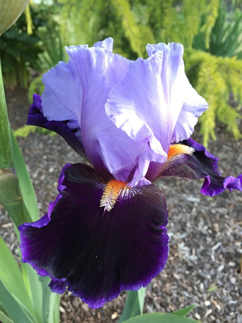 Photo of Tall Bearded Iris (Iris 'In Town') uploaded by ElleBeesIrisWorld