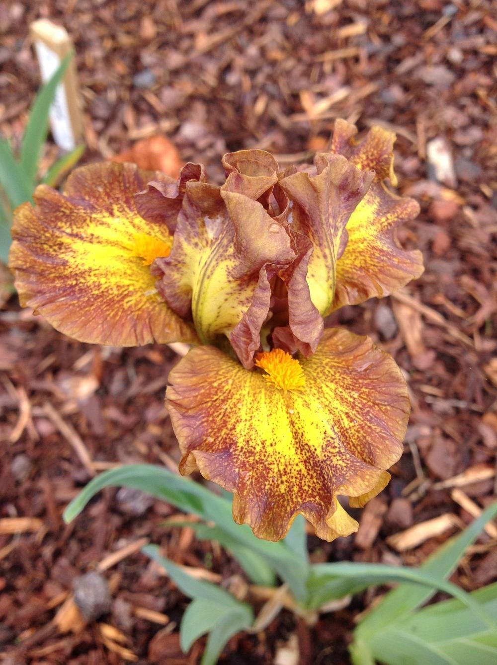 Photo of Standard Dwarf Bearded Iris (Iris 'Jargon') uploaded by ElleBeesIrisWorld